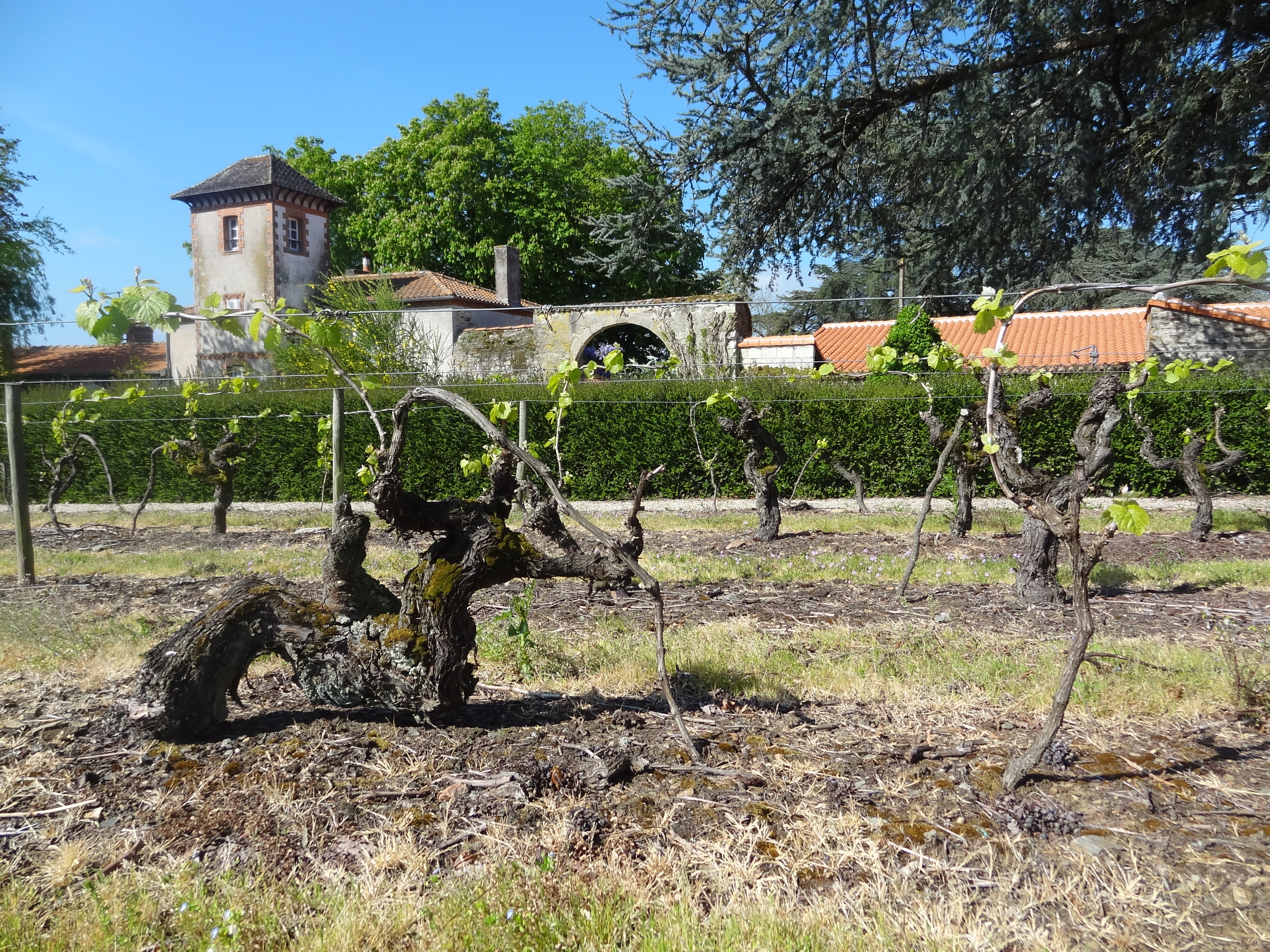Domaine Chereau Carré - Passion CHR