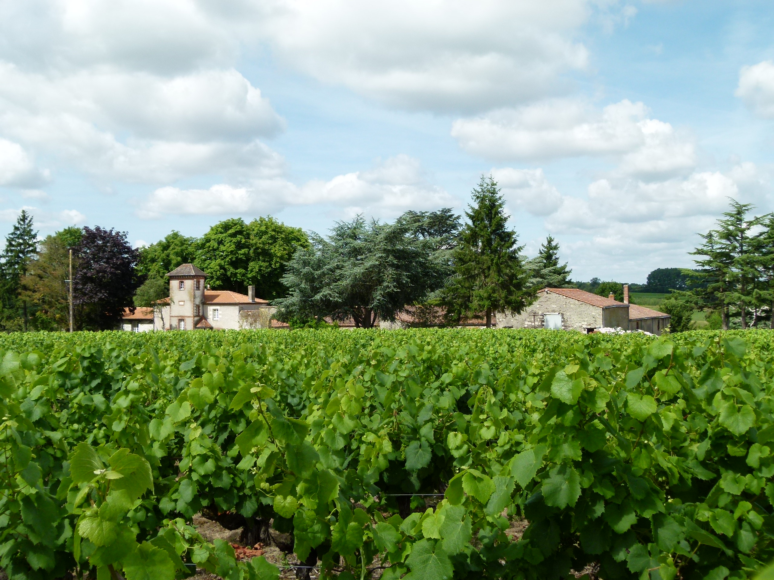 Domaine Chereau Carré - Passion CHR
